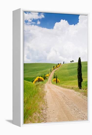 Path with Cypress Trees in Field, San Quirico D'Orcia, Val D'Orcia, Siena Province, Tuscany, Italy-null-Framed Premier Image Canvas