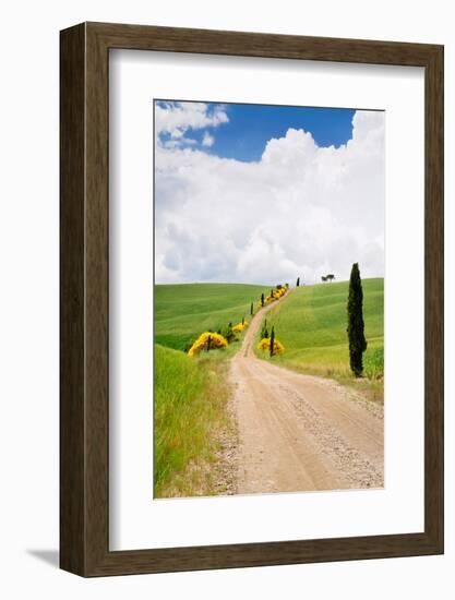 Path with Cypress Trees in Field, San Quirico D'Orcia, Val D'Orcia, Siena Province, Tuscany, Italy-null-Framed Photographic Print