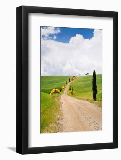 Path with Cypress Trees in Field, San Quirico D'Orcia, Val D'Orcia, Siena Province, Tuscany, Italy-null-Framed Photographic Print