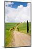 Path with Cypress Trees in Field, San Quirico D'Orcia, Val D'Orcia, Siena Province, Tuscany, Italy-null-Mounted Photographic Print