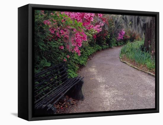 Pathway and Bench in Magnolia Plantation and Gardens, Charleston, South Carolina, USA-Julie Eggers-Framed Premier Image Canvas