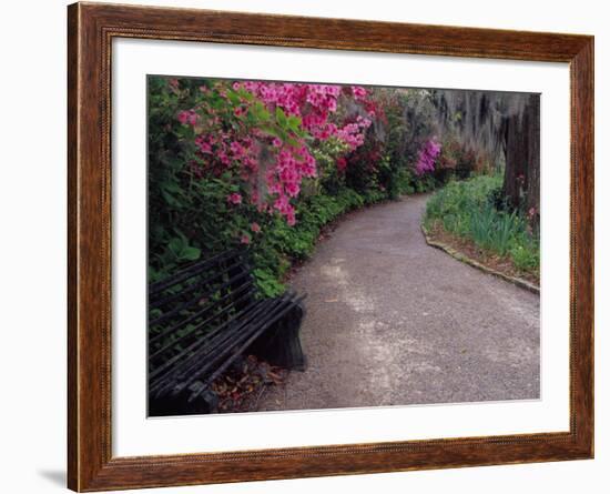 Pathway and Bench in Magnolia Plantation and Gardens, Charleston, South Carolina, USA-Julie Eggers-Framed Photographic Print