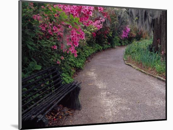 Pathway and Bench in Magnolia Plantation and Gardens, Charleston, South Carolina, USA-Julie Eggers-Mounted Photographic Print