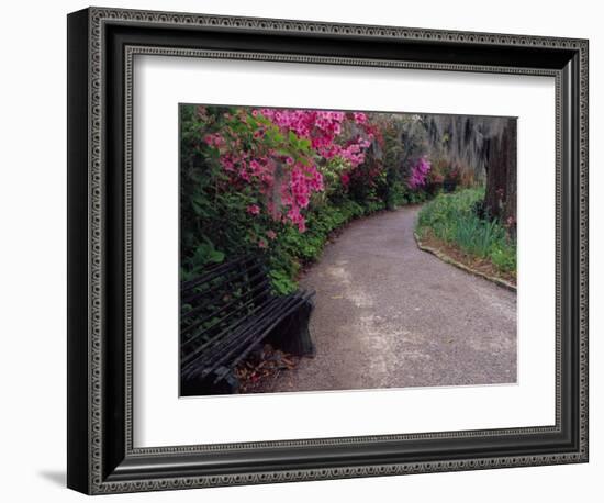 Pathway and Bench in Magnolia Plantation and Gardens, Charleston, South Carolina, USA-Julie Eggers-Framed Photographic Print