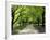 Pathway and Trees, Kings Domain, Melbourne, Victoria, Australia-David Wall-Framed Photographic Print