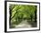 Pathway and Trees, Kings Domain, Melbourne, Victoria, Australia-David Wall-Framed Photographic Print