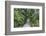 Pathway, Hemingway House, Hemingway Museum, Finca Vigia, Havana, Cuba-Adam Jones-Framed Photographic Print