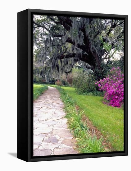 Pathway in Magnolia Plantation and Gardens, Charleston, South Carolina, USA-Julie Eggers-Framed Premier Image Canvas