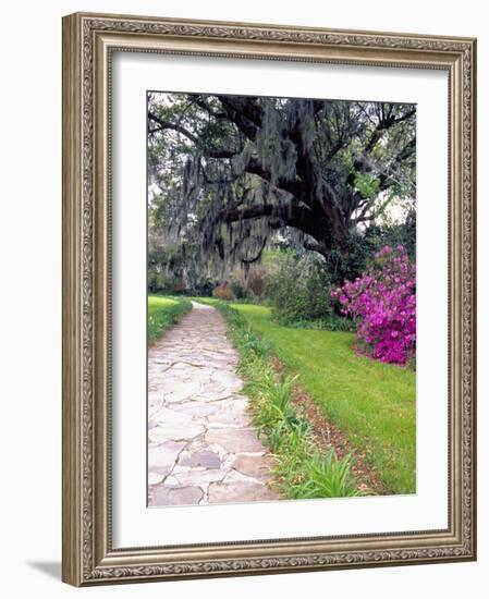 Pathway in Magnolia Plantation and Gardens, Charleston, South Carolina, USA-Julie Eggers-Framed Photographic Print