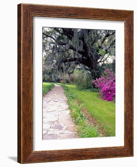 Pathway in Magnolia Plantation and Gardens, Charleston, South Carolina, USA-Julie Eggers-Framed Photographic Print