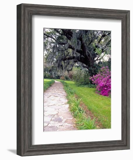 Pathway in Magnolia Plantation and Gardens, Charleston, South Carolina, USA-Julie Eggers-Framed Photographic Print