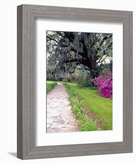 Pathway in Magnolia Plantation and Gardens, Charleston, South Carolina, USA-Julie Eggers-Framed Photographic Print