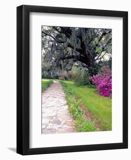 Pathway in Magnolia Plantation and Gardens, Charleston, South Carolina, USA-Julie Eggers-Framed Photographic Print