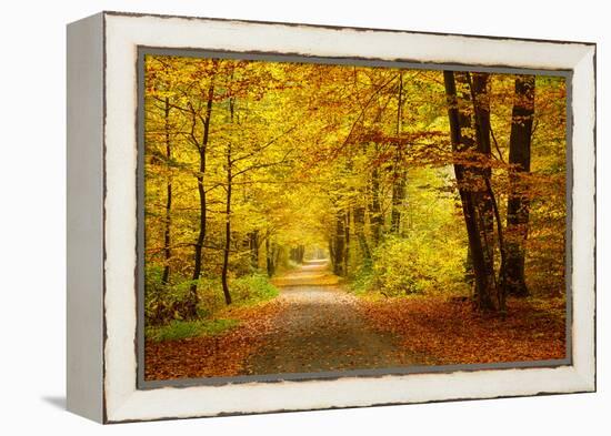 Pathway in the Autumn Forest-sborisov-Framed Premier Image Canvas
