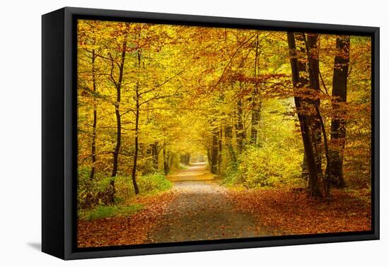 Pathway in the Autumn Forest-sborisov-Framed Premier Image Canvas