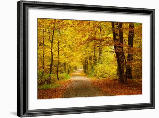 Pathway in the Autumn Forest-sborisov-Framed Photographic Print