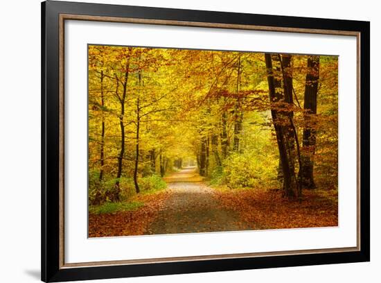 Pathway in the Autumn Forest-sborisov-Framed Photographic Print