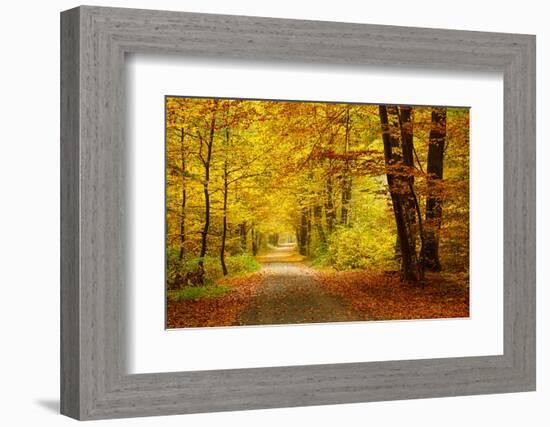 Pathway in the Autumn Forest-sborisov-Framed Photographic Print