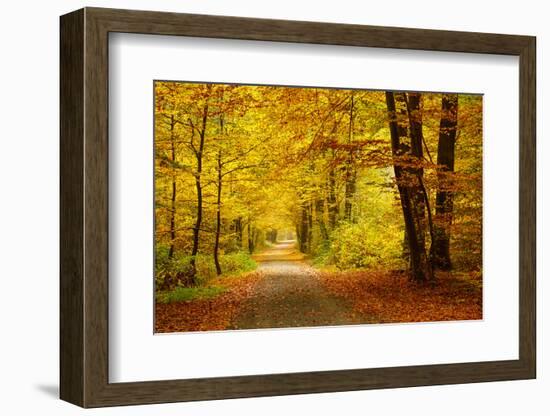 Pathway in the Autumn Forest-sborisov-Framed Photographic Print