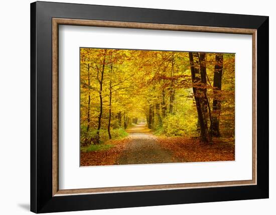 Pathway in the Autumn Forest-sborisov-Framed Photographic Print