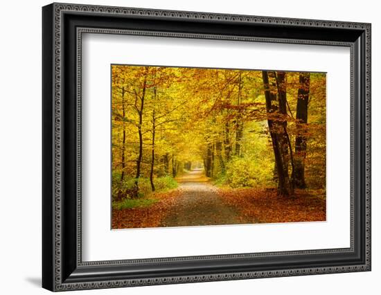 Pathway in the Autumn Forest-sborisov-Framed Photographic Print