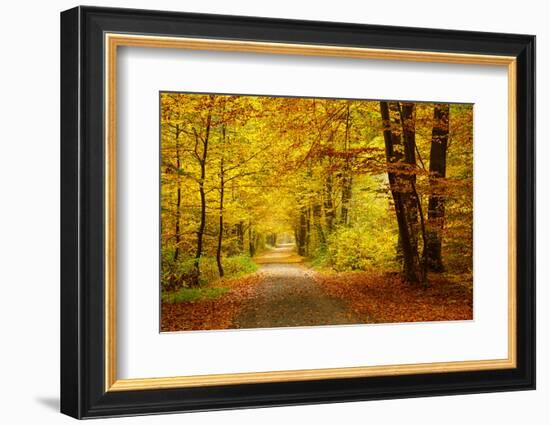 Pathway in the Autumn Forest-sborisov-Framed Photographic Print