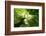 Pathway in the Forest with Sunlight-Kalina Vova-Framed Photographic Print