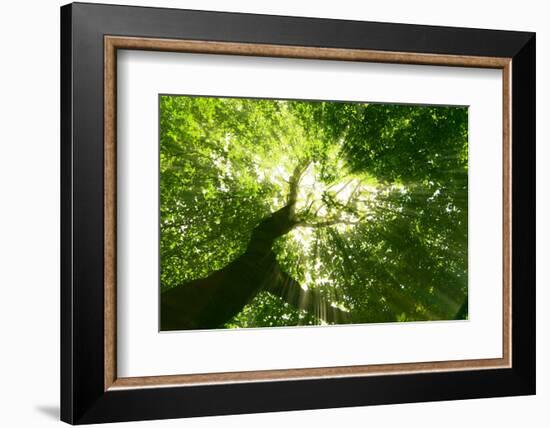 Pathway in the Forest with Sunlight-Kalina Vova-Framed Photographic Print