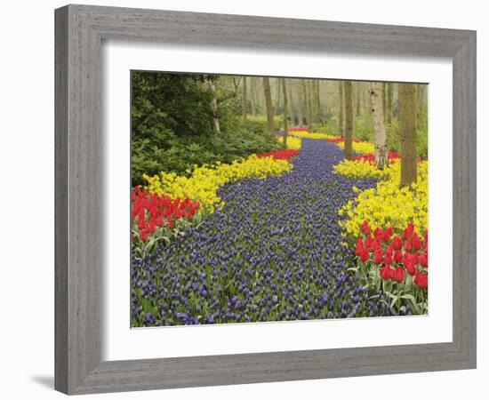 Pathway of Grape Hyacinth, daffodils and tulips, Keukenhof Gardens, Lisse, Netherlands, Holland-Adam Jones-Framed Photographic Print