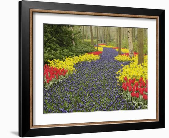 Pathway of Grape Hyacinth, daffodils and tulips, Keukenhof Gardens, Lisse, Netherlands, Holland-Adam Jones-Framed Photographic Print