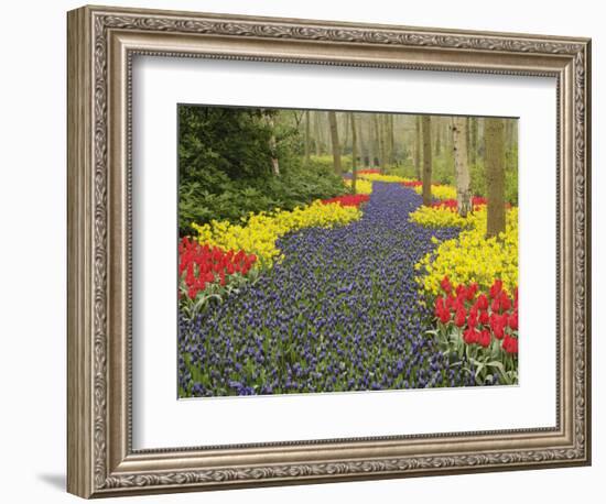 Pathway of Grape Hyacinth, daffodils and tulips, Keukenhof Gardens, Lisse, Netherlands, Holland-Adam Jones-Framed Photographic Print