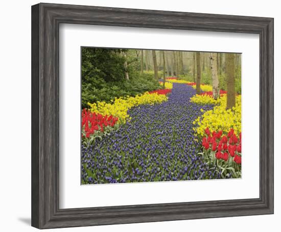 Pathway of Grape Hyacinth, daffodils and tulips, Keukenhof Gardens, Lisse, Netherlands, Holland-Adam Jones-Framed Photographic Print