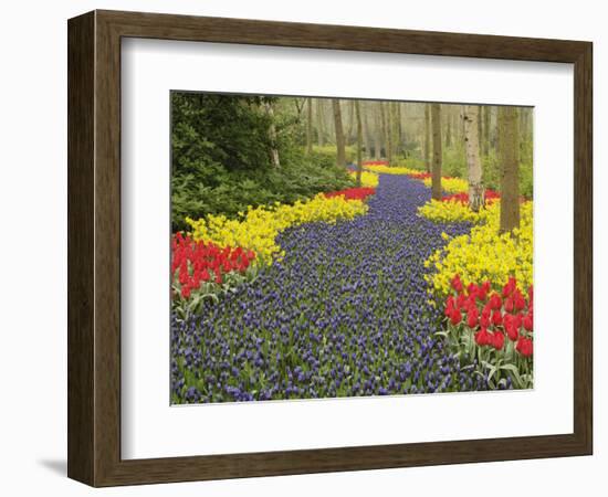 Pathway of Grape Hyacinth, daffodils and tulips, Keukenhof Gardens, Lisse, Netherlands, Holland-Adam Jones-Framed Photographic Print