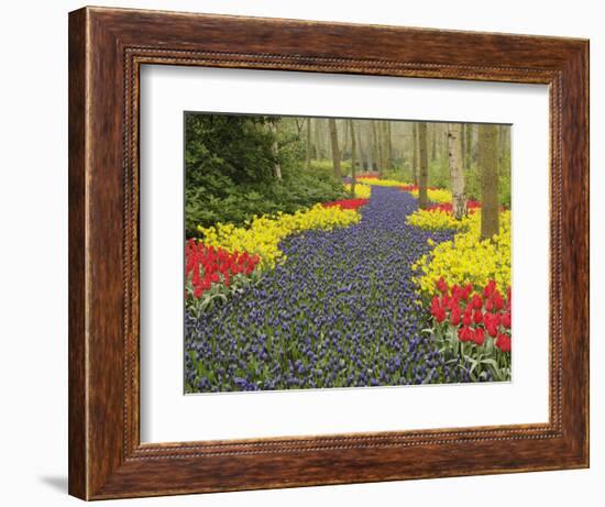 Pathway of Grape Hyacinth, daffodils and tulips, Keukenhof Gardens, Lisse, Netherlands, Holland-Adam Jones-Framed Photographic Print