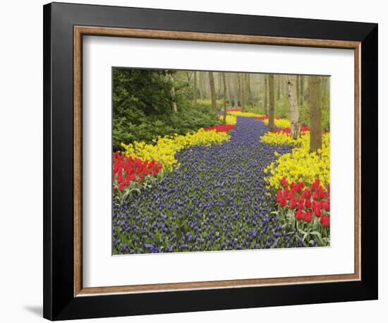 Pathway of Grape Hyacinth, daffodils and tulips, Keukenhof Gardens, Lisse, Netherlands, Holland-Adam Jones-Framed Photographic Print