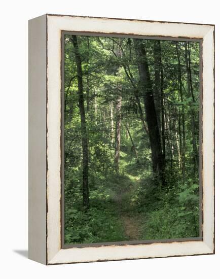 Pathway of the Wilderness Road, Levi Jackson Wilderness Road State Park, Kentucky-null-Framed Premier Image Canvas