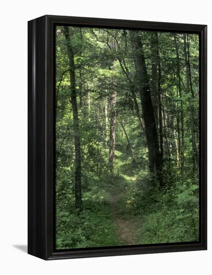 Pathway of the Wilderness Road, Levi Jackson Wilderness Road State Park, Kentucky-null-Framed Premier Image Canvas