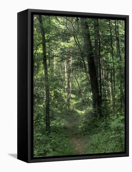 Pathway of the Wilderness Road, Levi Jackson Wilderness Road State Park, Kentucky-null-Framed Premier Image Canvas