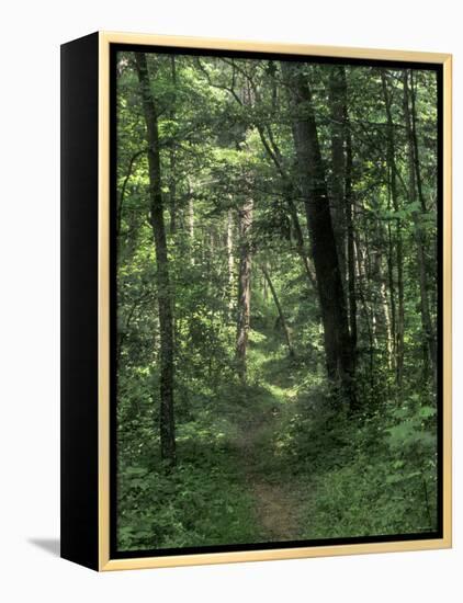 Pathway of the Wilderness Road, Levi Jackson Wilderness Road State Park, Kentucky-null-Framed Premier Image Canvas