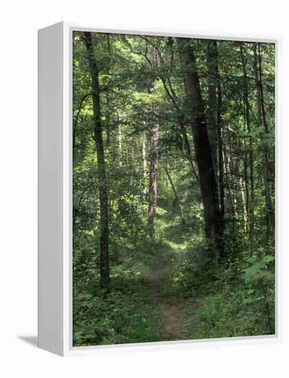 Pathway of the Wilderness Road, Levi Jackson Wilderness Road State Park, Kentucky-null-Framed Premier Image Canvas