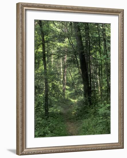 Pathway of the Wilderness Road, Levi Jackson Wilderness Road State Park, Kentucky-null-Framed Photographic Print