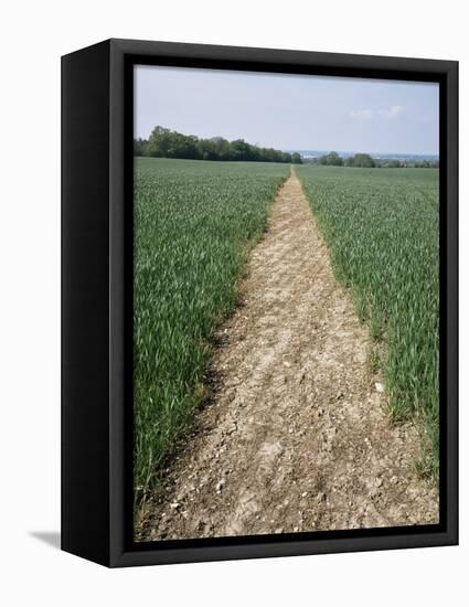 Pathway Through Field, Essex, United Kingdom-Jeremy Bright-Framed Premier Image Canvas