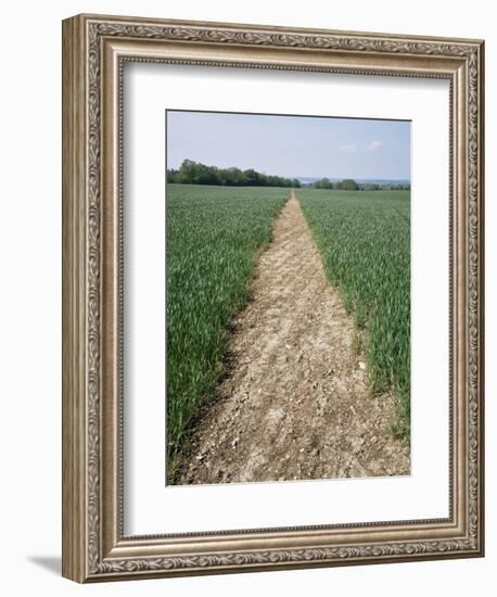 Pathway Through Field, Essex, United Kingdom-Jeremy Bright-Framed Photographic Print