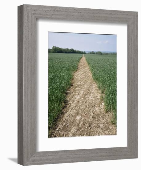 Pathway Through Field, Essex, United Kingdom-Jeremy Bright-Framed Photographic Print