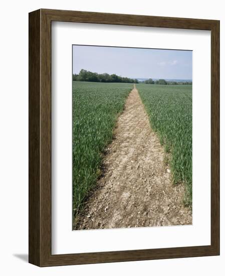 Pathway Through Field, Essex, United Kingdom-Jeremy Bright-Framed Photographic Print