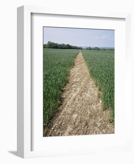 Pathway Through Field, Essex, United Kingdom-Jeremy Bright-Framed Photographic Print