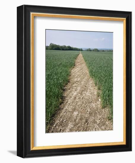 Pathway Through Field, Essex, United Kingdom-Jeremy Bright-Framed Photographic Print