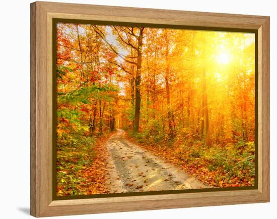 Pathway through the Autumn Forest-sborisov-Framed Premier Image Canvas