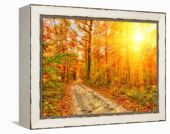 Pathway through the Autumn Forest-sborisov-Framed Premier Image Canvas