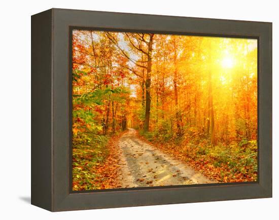 Pathway through the Autumn Forest-sborisov-Framed Premier Image Canvas